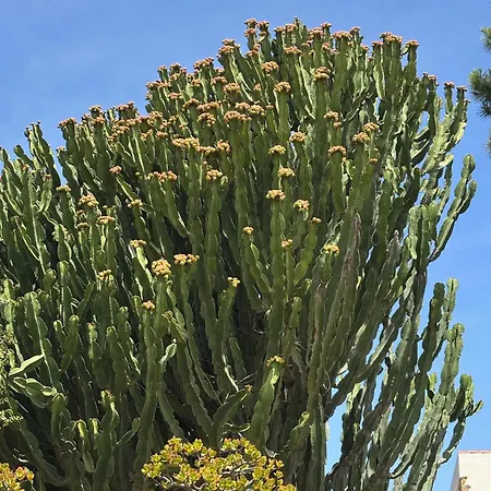 Casa Di Andrea * Carloforte (Isola di San Pietro)